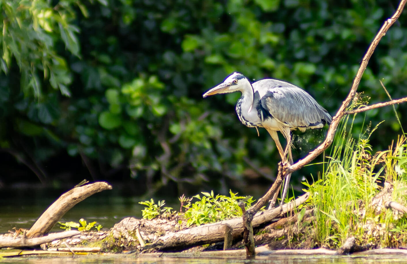 Tisza-tavi Kerékpárkölcsönzés Abádszalók