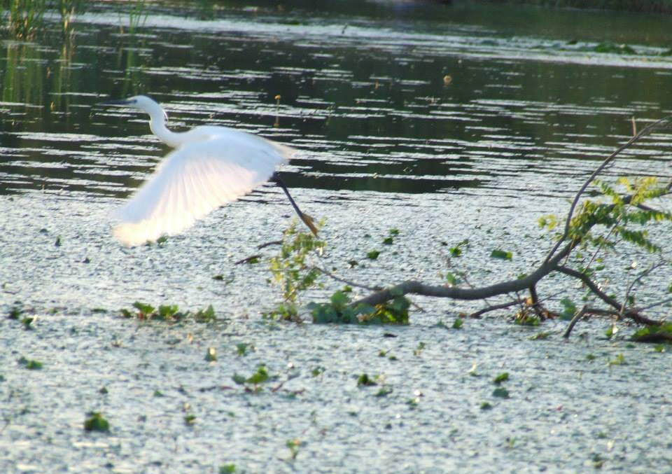 Tisza-tavi Kerékpárkölcsönzés Abádszalók